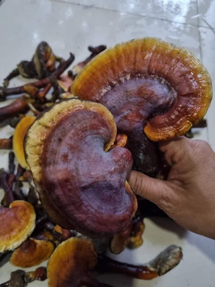 3 loại nấm đắt đỏ luôn “cháy hàng” tại Việt Nam - Hình 5 3 loai nam dat do luon “chay hang” tai Viet Nam-Hinh-5