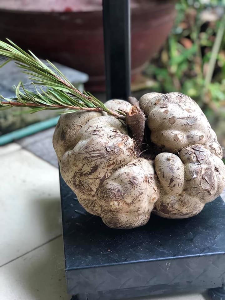 3 loại nấm đắt đỏ luôn “cháy hàng” tại Việt Nam - Hình 9 3 loai nam dat do luon “chay hang” tai Viet Nam-Hinh-9