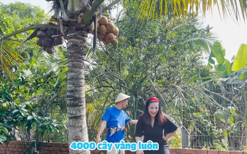 He lo khu vuon 4.000 cay vang khong ban cua Tiet Cuong-Hinh-8