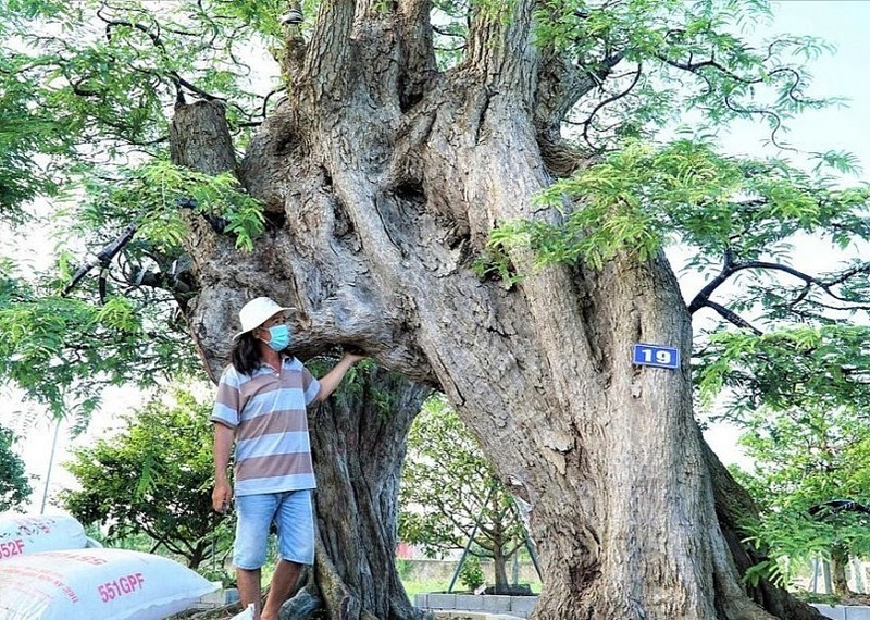 Chiem nguong me co thu 200 tuoi, chu quy hon vang-Hinh-5