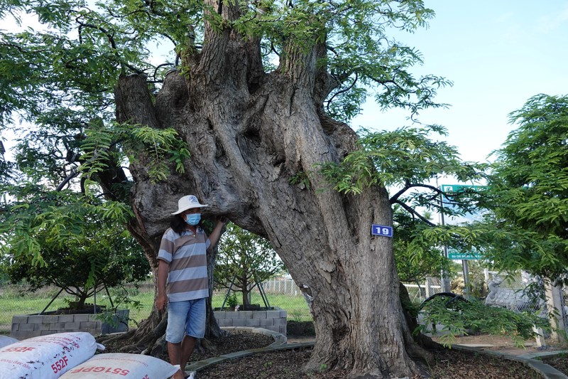 Chiem nguong me co thu 200 tuoi, chu quy hon vang-Hinh-7