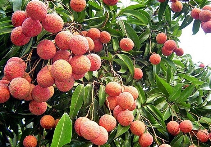 3 loại quả đặc sản giá cao ngất ngưởng vẫn “cháy hàng“ - Hình 2 3 loai qua dac san gia cao ngat nguong van “chay hang“-Hinh-2