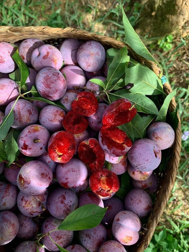 3 loại quả đặc sản giá cao ngất ngưởng vẫn “cháy hàng“ - Hình 5 3 loai qua dac san gia cao ngat nguong van “chay hang“-Hinh-5