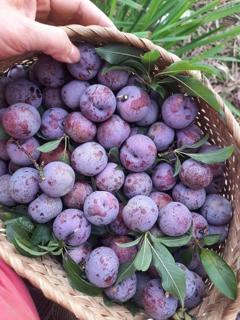 3 loại quả đặc sản giá cao ngất ngưởng vẫn “cháy hàng“ - Hình 7 3 loai qua dac san gia cao ngat nguong van “chay hang“-Hinh-7
