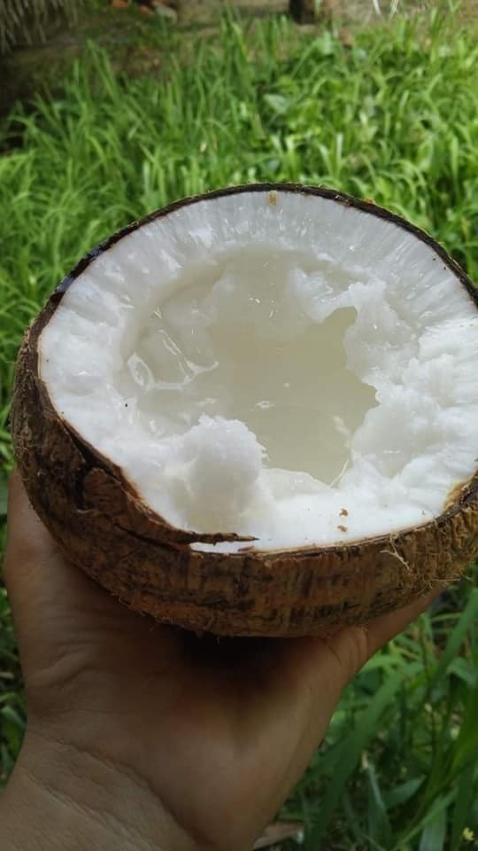 3 loại quả đặc sản giá cao ngất ngưởng vẫn “cháy hàng“ - Hình 9 3 loai qua dac san gia cao ngat nguong van “chay hang“-Hinh-9