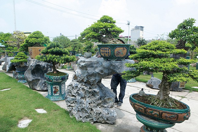 Can canh vuon bonsai lon bac nhat Ha Noi-Hinh-2