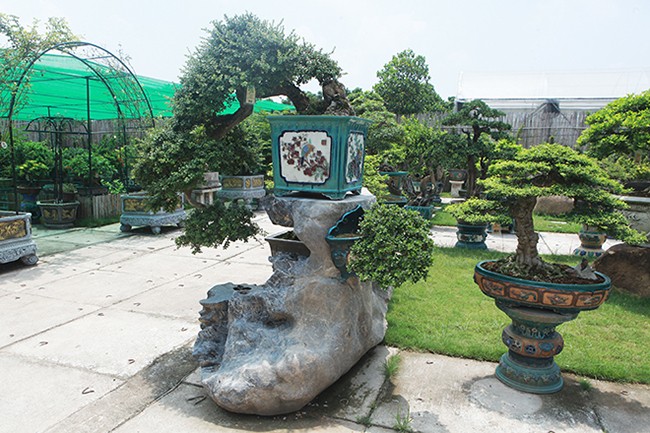 Can canh vuon bonsai lon bac nhat Ha Noi-Hinh-3