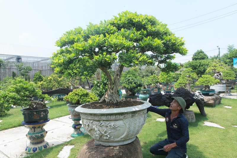 Can canh vuon bonsai lon bac nhat Ha Noi-Hinh-6