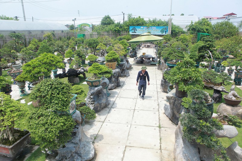 Can canh vuon bonsai lon bac nhat Ha Noi