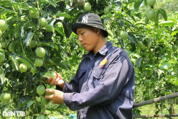 Lai mot mua, chanh day lai rot gia, nguoi trong lo dung lo ngoi-Hinh-2