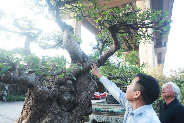 Chiem nguong cay loc vung chua hoan thien, dai gia “tranh nhau mua“-Hinh-2