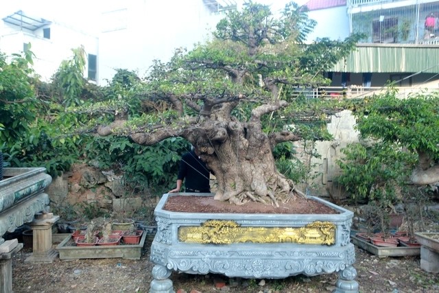 Chiem nguong cay loc vung chua hoan thien, dai gia “tranh nhau mua“-Hinh-5