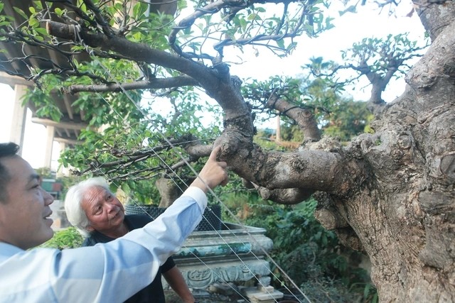 Chiem nguong cay loc vung chua hoan thien, dai gia “tranh nhau mua“-Hinh-6