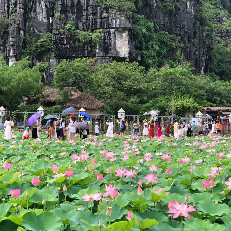 Du khach chen chan chup anh o dam sen Hang Mua, Ninh Binh-Hinh-2