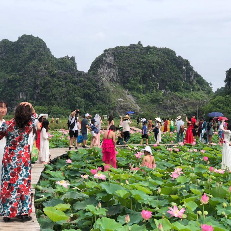 Du khach chen chan chup anh o dam sen Hang Mua, Ninh Binh