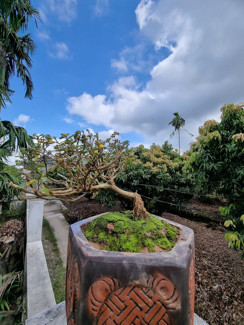 Kho tin loat cay dai “len doi” thanh bonsai hut khach-Hinh-4