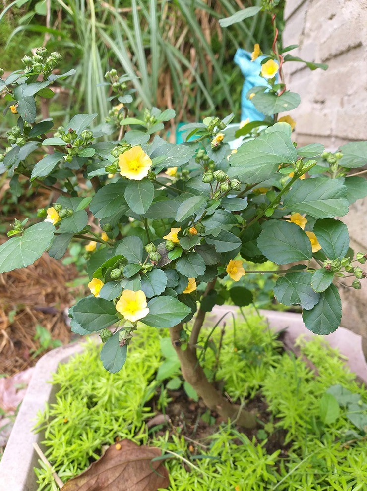 Kho tin loat cay dai “len doi” thanh bonsai hut khach-Hinh-5