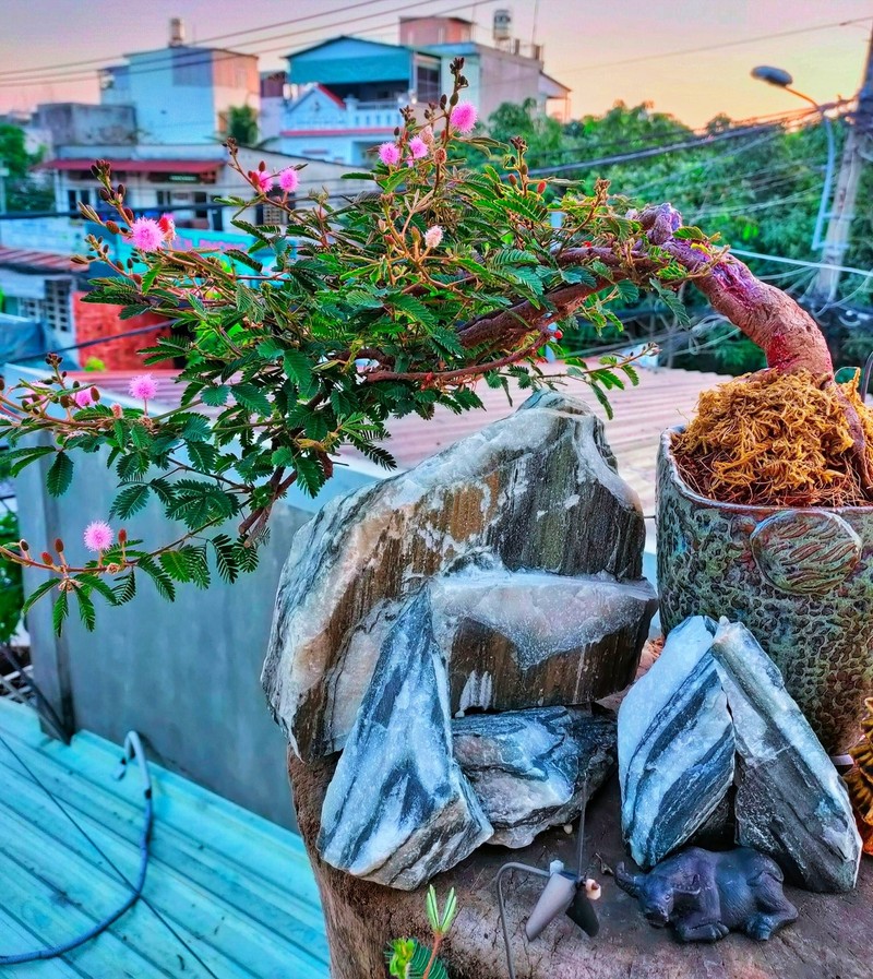 Kho tin loat cay dai “len doi” thanh bonsai hut khach-Hinh-7