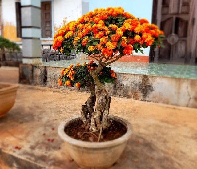 Kho tin loat cay dai “len doi” thanh bonsai hut khach