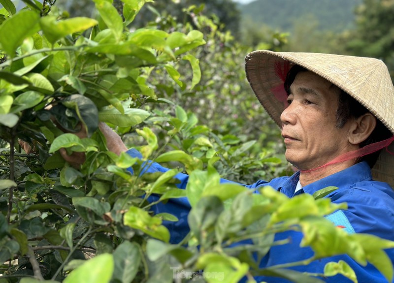 Nghe hai la cay ban tien trieu duoi chan nui Thien Nhan-Hinh-17