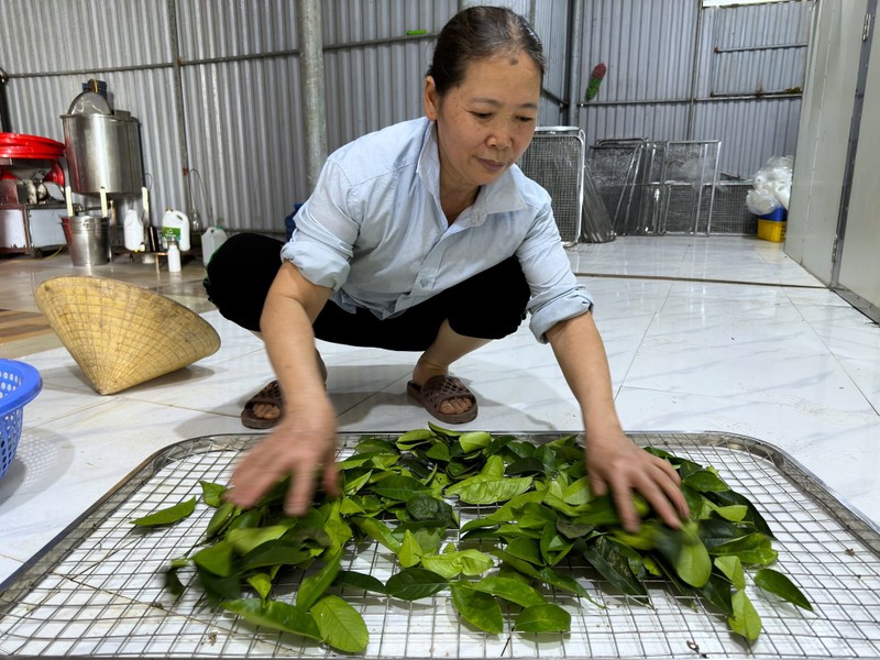 Nghe hai la cay ban tien trieu duoi chan nui Thien Nhan-Hinh-9