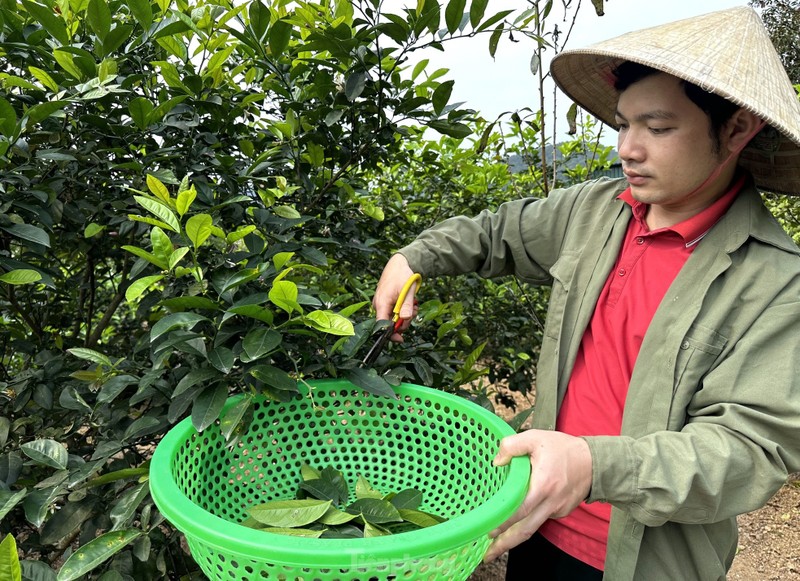 Nghe hai la cay ban tien trieu duoi chan nui Thien Nhan