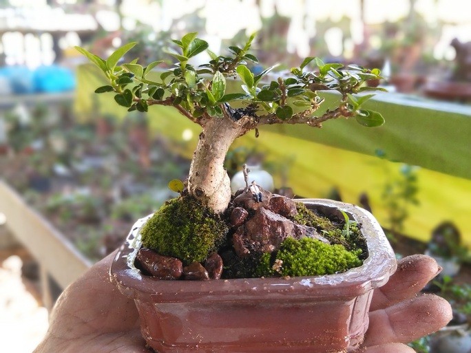 Me man bo suu tap bonsai minni lon nhat the gioi-Hinh-8