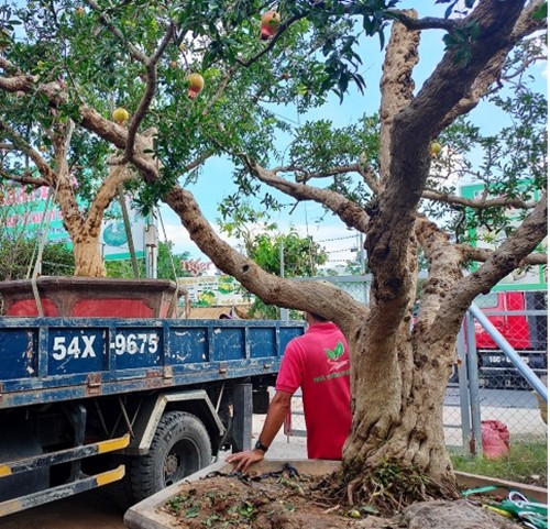 Ngam luu bonsai co thu “het gia” 100 trieu khien dai gia me man-Hinh-3