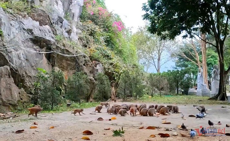 Ngoi chua dac biet o Thanh Hoa, moi ngay co dan khi hoang ru nhau ve-Hinh-4