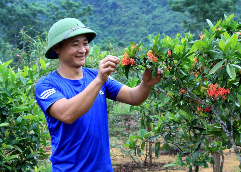 Trong hoa hong co, hoa mau don dang hot, 8X Ha Giang kiem bon tien