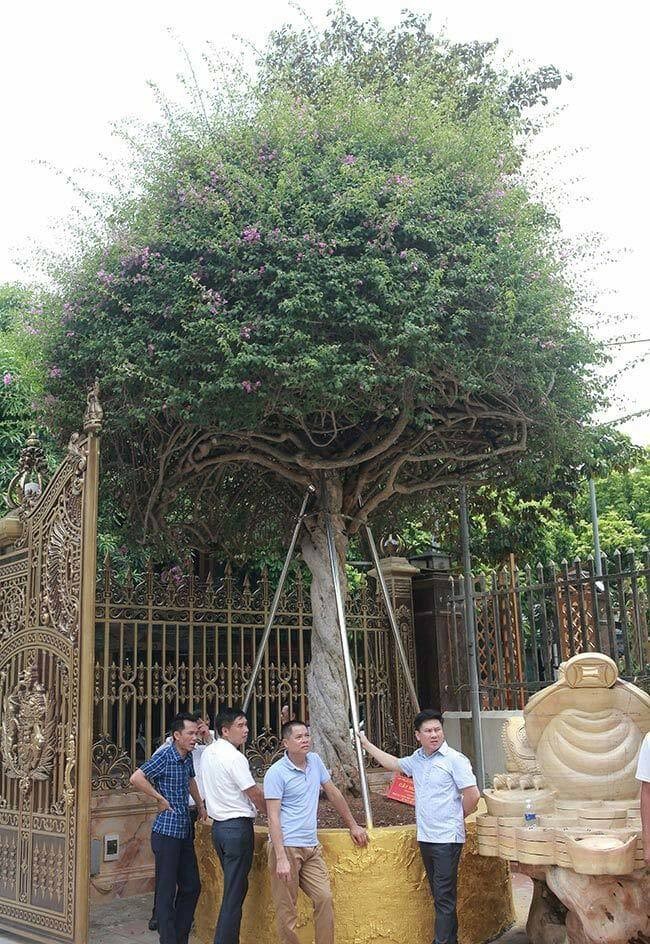 Ngo ngang cay leo rao thanh bonsai gia tram trieu-Hinh-8