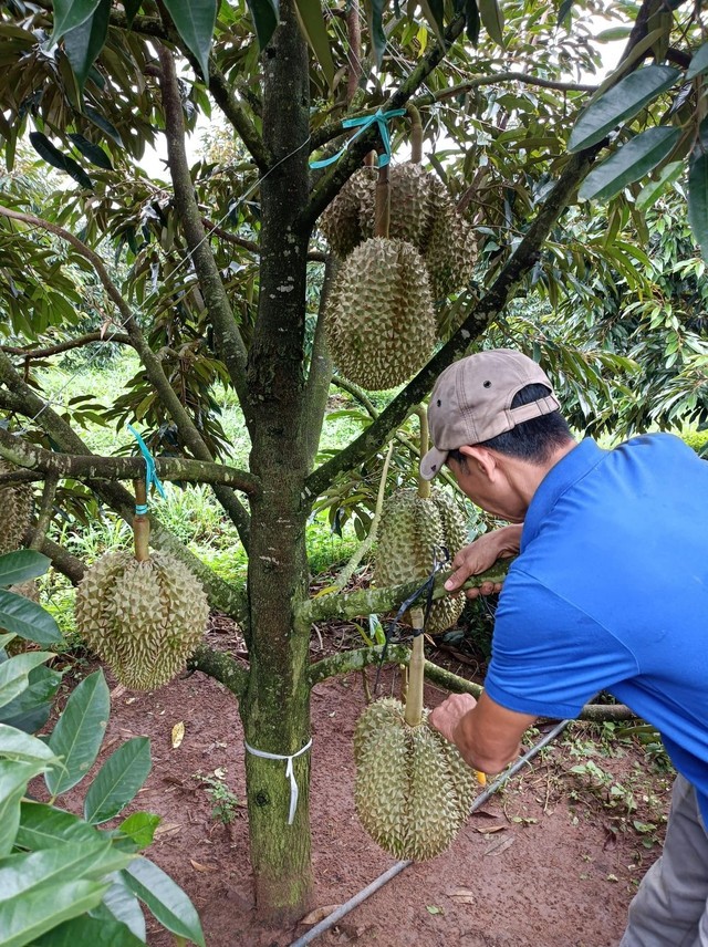 Can canh vuon sau rieng 1.200 ha sieu loi nhuan cua bau Duc-Hinh-6