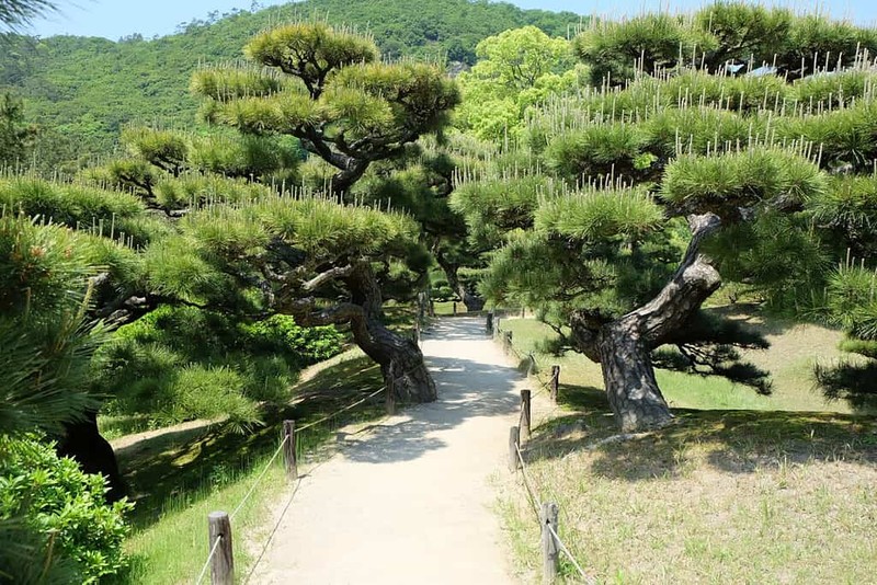 Chiem nguong nhung tac pham bonsai dat nhat the gioi-Hinh-5