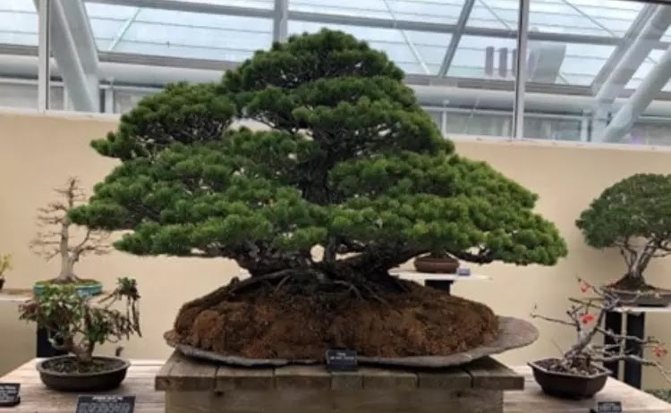 Chiem nguong nhung tac pham bonsai dat nhat the gioi