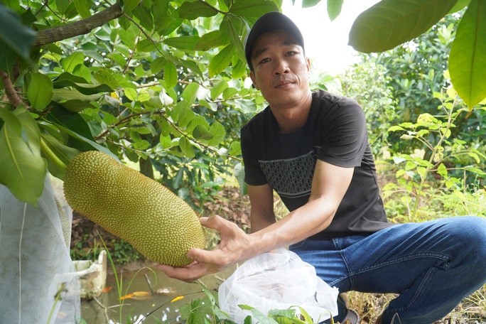 Mít sầu riêng đang gây sốt ở miền Tây đặc biệt cỡ nào? - Hình 2 Mit sau rieng dang gay sot o mien Tay dac biet co nao?-Hinh-2