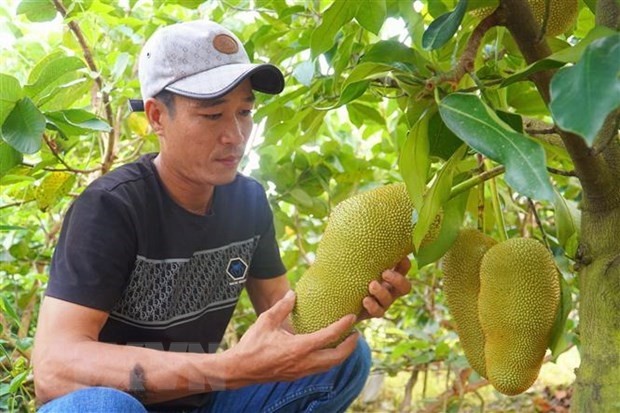 Mít sầu riêng đang gây sốt ở miền Tây đặc biệt cỡ nào? - Hình 3 Mit sau rieng dang gay sot o mien Tay dac biet co nao?-Hinh-3