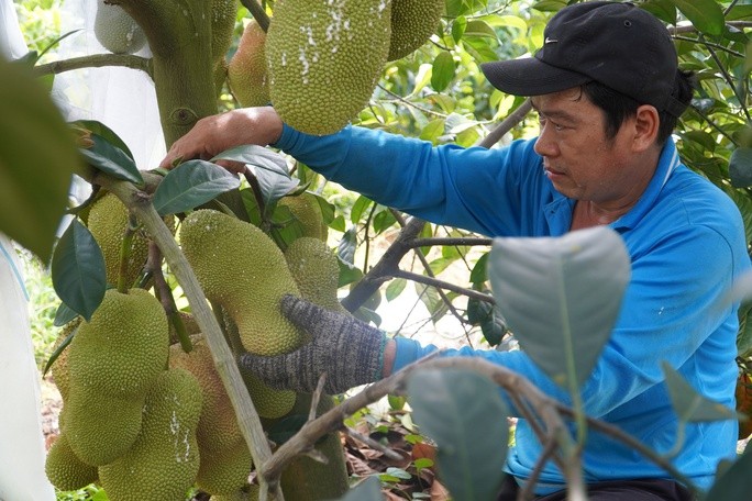 Mít sầu riêng đang gây sốt ở miền Tây đặc biệt cỡ nào? - Hình 6 Mit sau rieng dang gay sot o mien Tay dac biet co nao?-Hinh-6