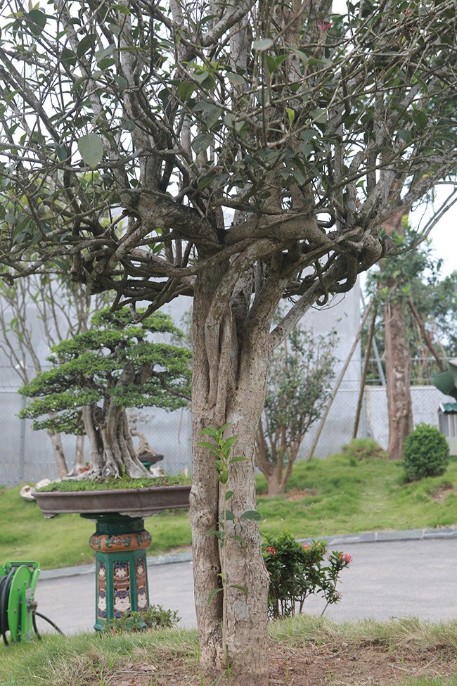 Giat minh loai cay dai khien dai gia “vac bao tai tien” de mua-Hinh-9