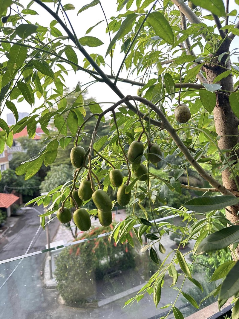 Ngay ngat khu vuon ngap cay trai trong nha Diep Bao Ngoc-Hinh-4