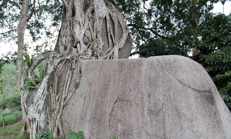 Sanh co bam da hoa cuong “nhieu tien den may” cung khong mua duoc-Hinh-6