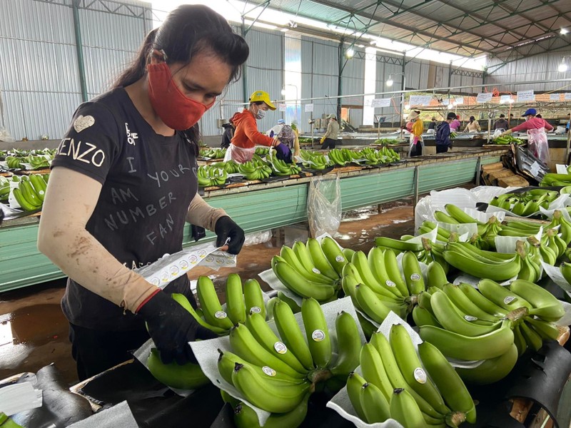 Ben trong trang trai trong chuoi hang nghin ha cua Bau Duc-Hinh-12