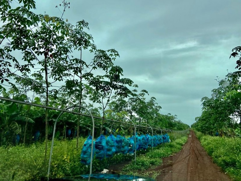 Ben trong trang trai trong chuoi hang nghin ha cua Bau Duc-Hinh-8