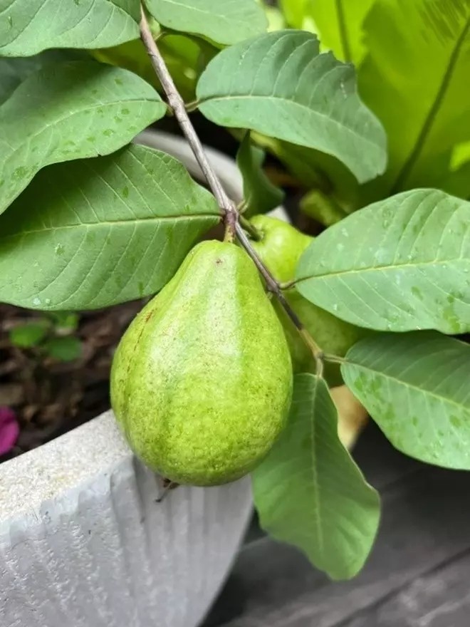 Moi mat ngam khu vuon “boi thu” trong biet thu cua Tang Thanh Ha-Hinh-6