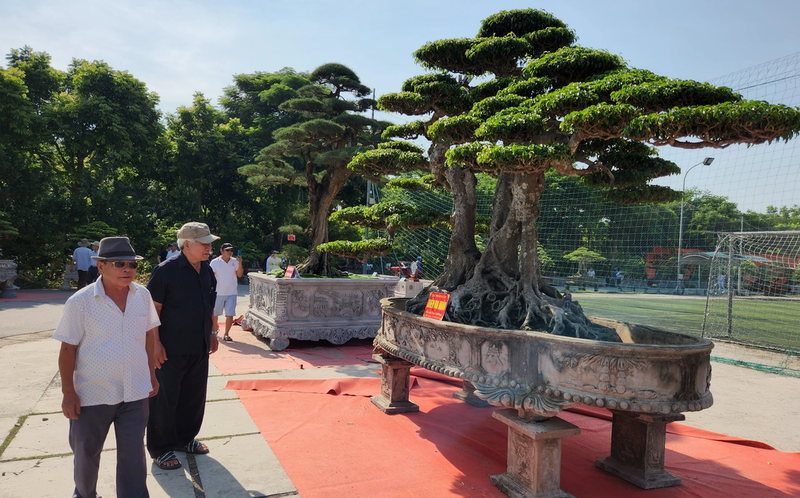 Chiem nguong dan “quai cay” bonsai it nguoi dam hoi gia-Hinh-2