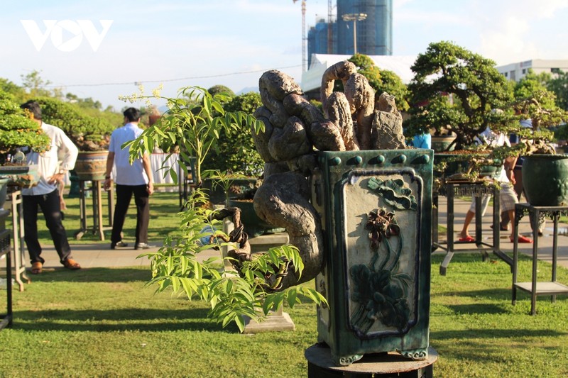 Chiem nguong dan “quai cay” bonsai it nguoi dam hoi gia-Hinh-8