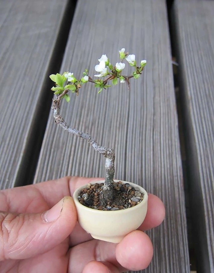 Me tit bo suu tap nhung kiet tac bonsai dep khong tuong-Hinh-10