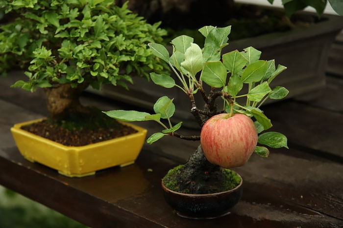 Me tit bo suu tap nhung kiet tac bonsai dep khong tuong-Hinh-5