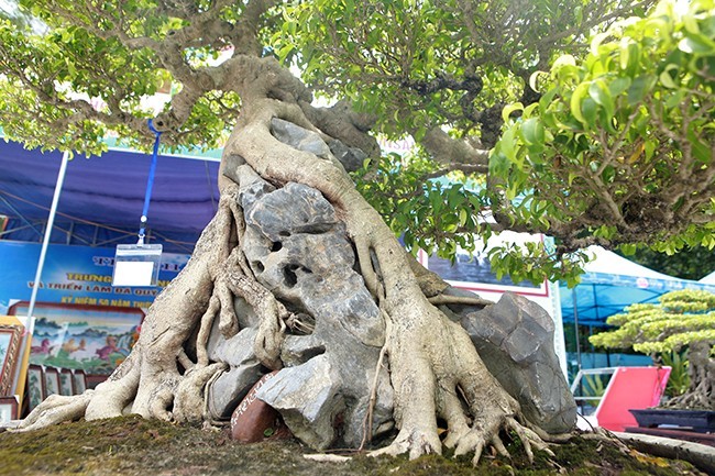 Ngam sanh co dang phuong khien gioi choi cay “sung sot