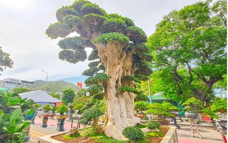 Cay dui 1000 tuoi noi tieng nhat Binh Dinh: tra 23 ty khong ban-Hinh-2