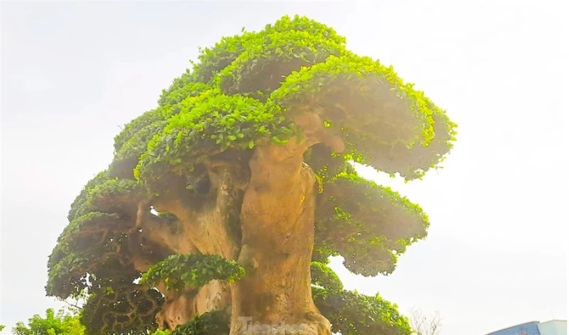 Cay dui 1000 tuoi noi tieng nhat Binh Dinh: tra 23 ty khong ban-Hinh-5